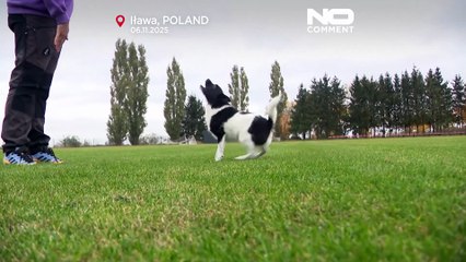 Flying Cake Beza: cão de abrigo sagra-se campeão europeu de frisbee