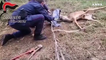 Daino impigliato in una recinzione, liberato da Forestale e Wild Umbria
