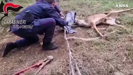 Daino impigliato in una recinzione, liberato da Forestale e Wild Umbria