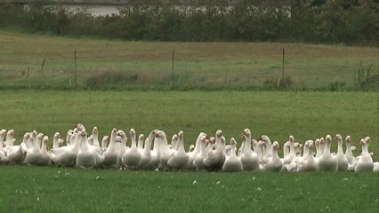 Søren Ryge præsenterer - Julegåsens hvide guld | Juleudgave og sendt i 2018 | DRTV