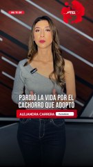 JOVEN ADOPTÓ UN CACHORRO Y MUR1Ó POR RABIA HUMANA