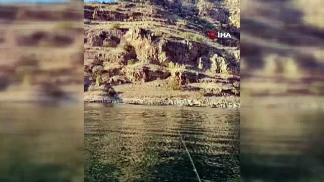 Koruma altındaki yaban keçileri böyle görüntülendi