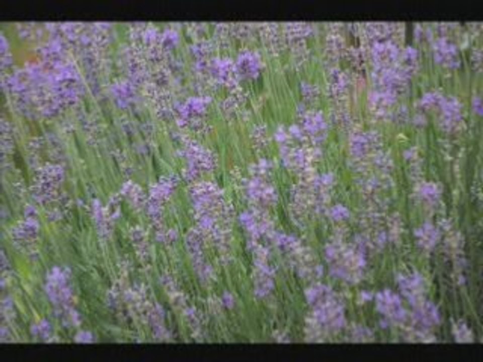 Hortillonnage
