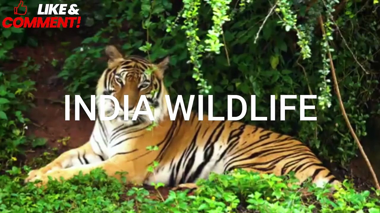 INDIA WILDLIFE
