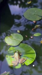 ¿Tóxico o venenoso ¡No es lo mismo! - MetaDato (360p, h264)