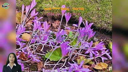 「TravelPZ」 Review Buckingham Palace Ticket in London