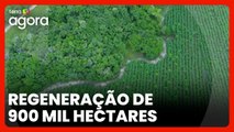 Floresta Futuro Vivo: diretor de startup que venceu ‘Oscar da Sustentabilidade’ detalha projeto