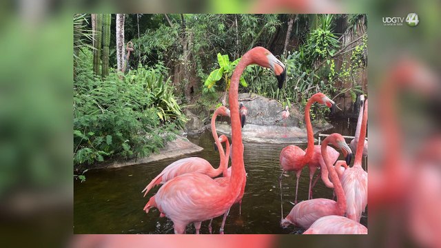 Confirman buenas condiciones de animales en el Zoológico de Vallarta