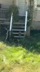 Adorable Groundhog Freezes on Stairs