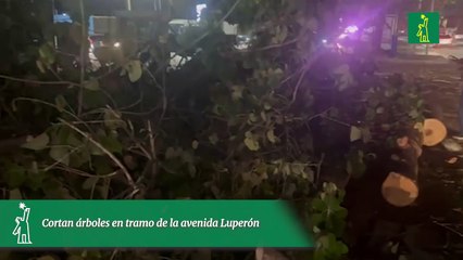 Cortan árboles en tramo de la avenida Luperón