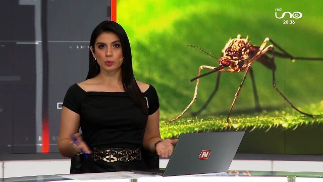 DIFERENCIAS ENTRE DENGUE, ZIKA Y CHIKUNGUNYA