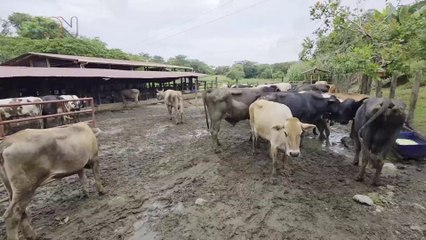 Setenta años de Tulín, la finca herediana que ha hecho del campo una forma de memoria