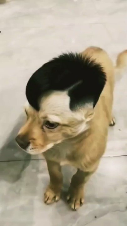 Fashionable dog