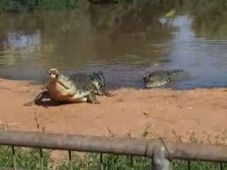 croco a broome