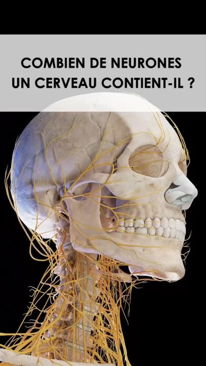 Quiz anatomie