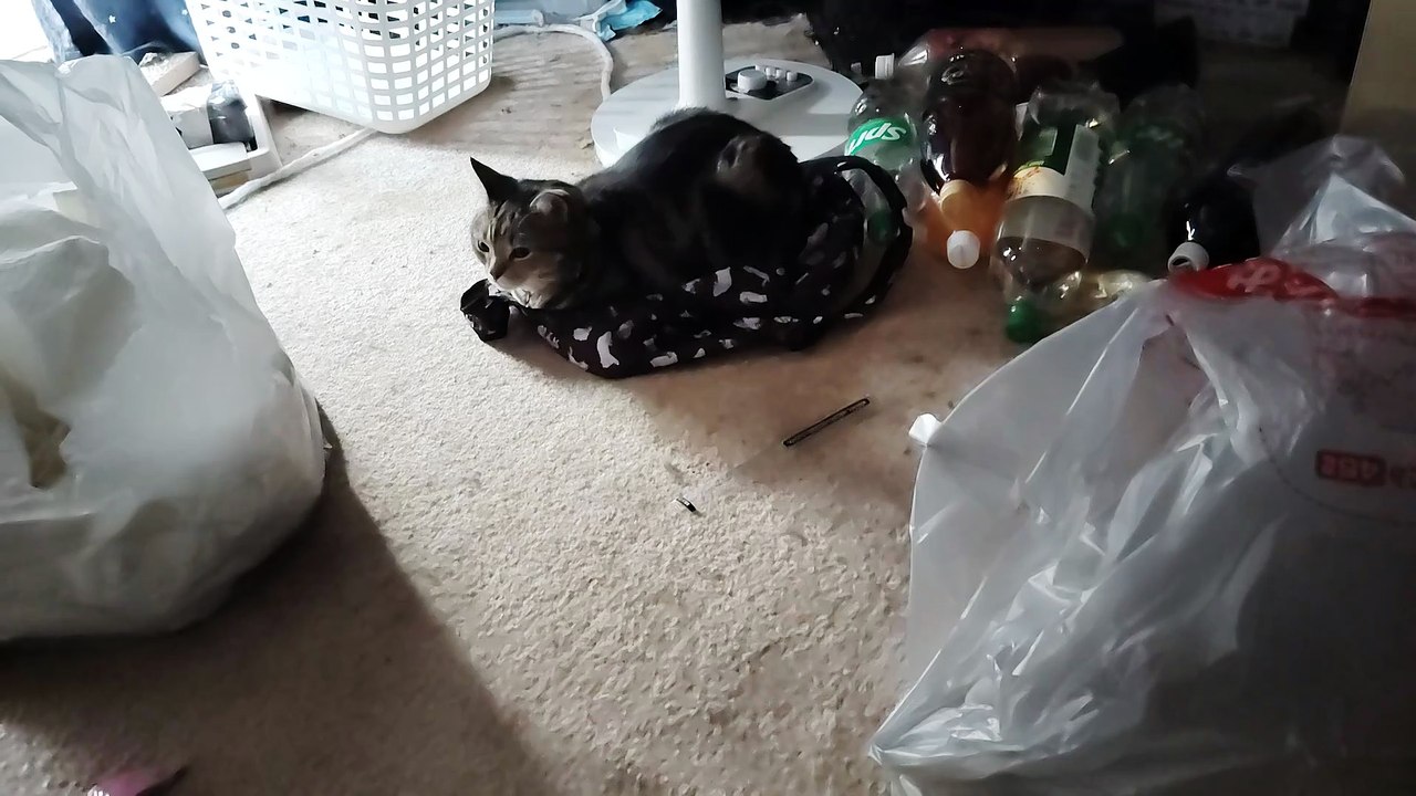 エコバッグの上でくつろぐココア