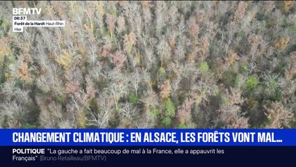 Changement climatique: en Alsace, les forêts luttent contre la sécheresse