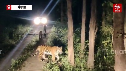 कान्हा नेशनल पार्क की नाइट सफारी का अनोखा नजारा, बाघिन संग 2 शावकों की अठखेलियां