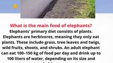 What is the main food of elephants