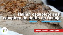 Hallan esqueleto casi completo de delfín en Ocuaje | 810 | 10 al 16 de noviembre 2025