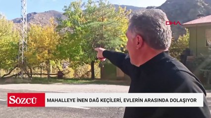 Mahalleye inen dağ keçileri, evlerin arasında dolaşıyor