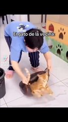 Cat fu jajaja😂# cat #gatos #humor #fyp  #foryou