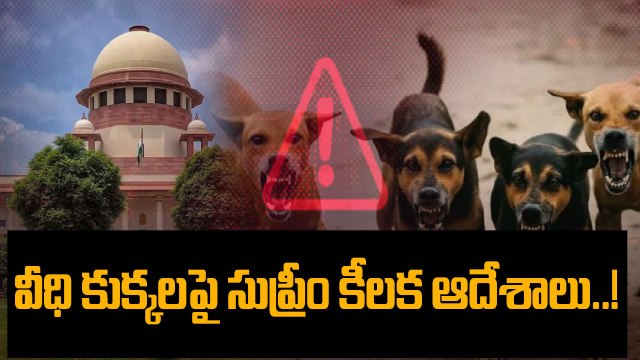 Supreme Court : వీధి కుక్కల కేసులో శుక్రవారం సుప్రీంకోర్టు కీలక ఆదేశాలు | Oneindia Telugu