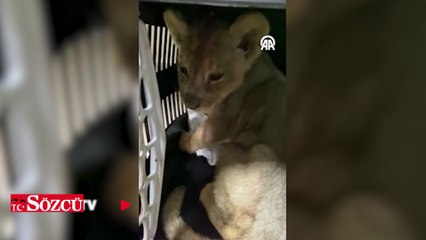 Yasa dışı yolla getirilen Afrika aslanı yavrusuna el konuldu