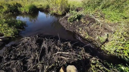 The Nature of Things with David Suzuki S65E02 Beavers From Above