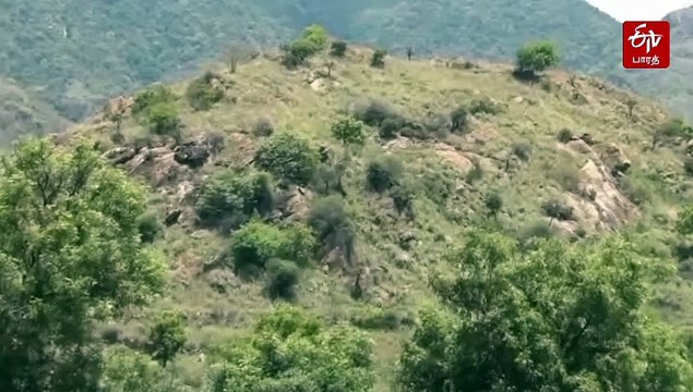 கிரிவல பாதை பாறை மீது அமர்ந்த சிறுத்தை - அச்சத்தில் பக்தர்கள்!