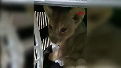 Yasa dışı yollarla Türkiye'ye getirilen aslan yavrusu koruma altına alındı