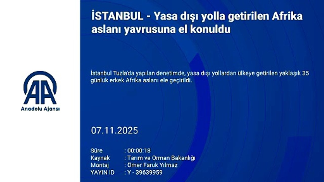 Aslan yavrusu ele geçirildi!