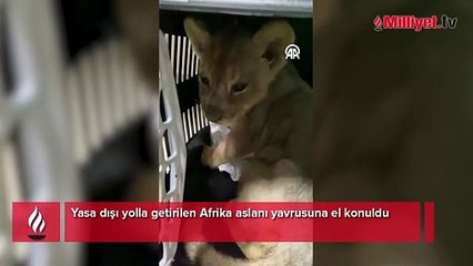 Türkiye'ye yasa dışı yollarla getirilen aslan yavrusuna el konuldu
