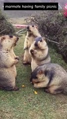 Funniest Animal Videos Ever #funny #cat #dog