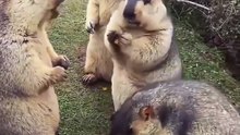 Funniest Animal Videos Ever #funny #cat #dog