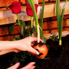 Onion hacks for finger cuts!