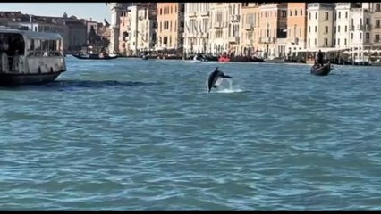 Il delfino a Venezia, "Animale selvatico, serve essere rispettosi"