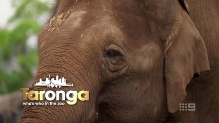 Taronga Who's Who In The Zoo S06E01 (2025)