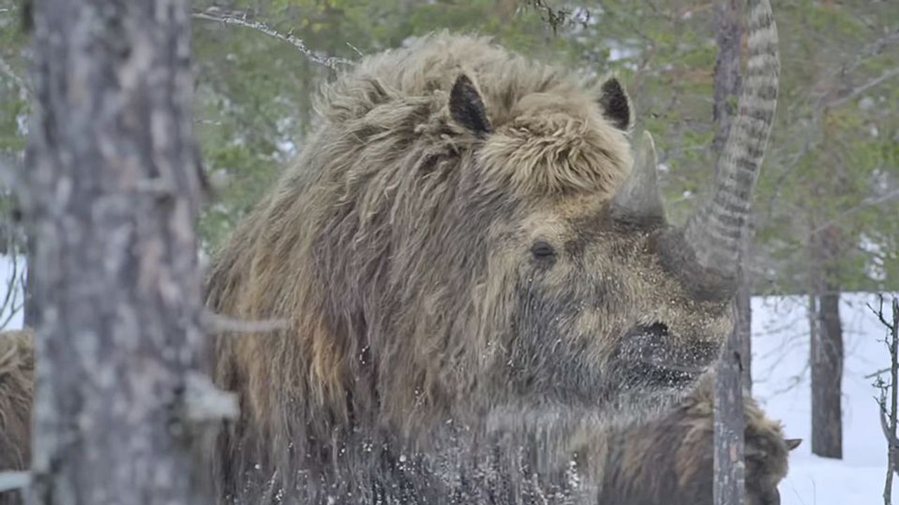 Planète préhistorique - saison 3 Bande-annonce VF