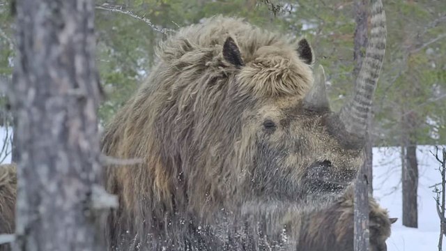 Planète préhistorique - saison 3 Bande-annonce VF