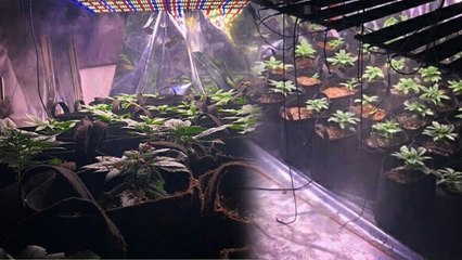 Evine sera kurup, Hint keneviri yetiştirmiş!