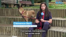 Des animaux de compagnie au lycée