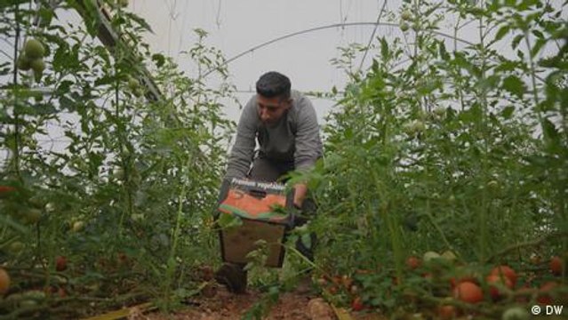 Palestinians squeezed as Israel's West Bank settlements grow