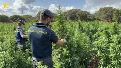 Sedini (SS) - Maxi coltivazione di cannabis nel bosco: finanzieri estirpano 4.600 piante (07.11.25)