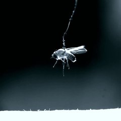 Gusanos nematodos saltando hacia su objetivo