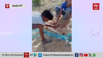 VIDEO: ಬಲೆಯಲ್ಲಿ ಸಿಲುಕಿ ಒದ್ದಾಡುತ್ತಿದ್ದ ಜಿಂಕೆ ರಕ್ಷಣೆ; ಮಾನವೀಯತೆ ಮೆರೆದ ನಾಲ್ವರು ಮಕ್ಕಳು