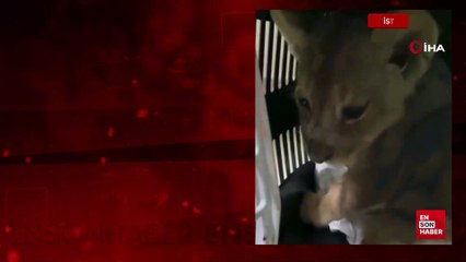 İstanbul'a yasa dışı yolla getirilen Afrika aslanı yavrusuna el konuldu