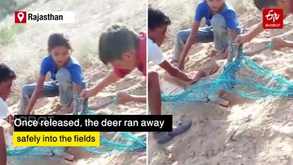 Barmer Siblings Rescue Deer Trapped In Plastic Net, Video Wins Hearts Online