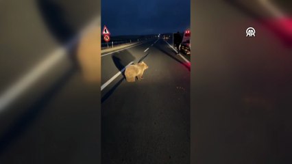 Yol kenarında bitkin halde bulundu! Bozayı yavrusu tedavi altına alındı