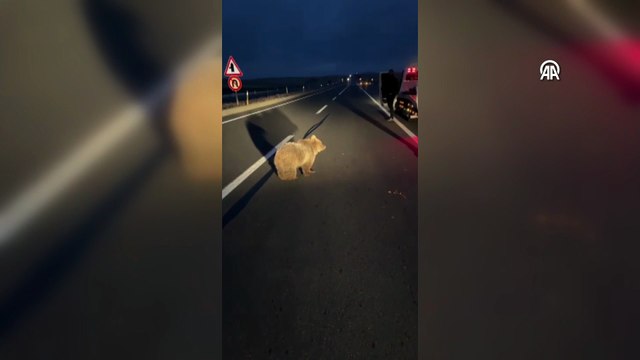 Yol kenarında bitkin halde bulundu! Bozayı yavrusu tedavi altına alındı